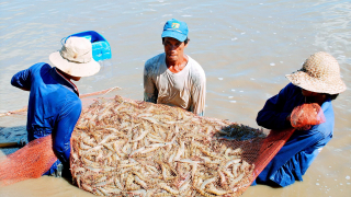 Người nuôi tôm thấp thỏm vì giá thất thường