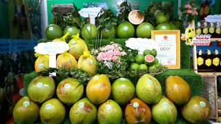 Khai mạc Festival 100 năm Dừa sáp Trà Vinh