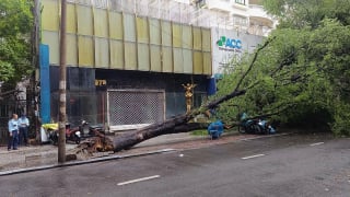 TP.HCM: Cây me bật gốc đè lên nhiều xe máy ở quận 1