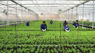 Nông nghiệp hữu cơ, mục tiêu 2025 của TP.HCM liệu có thể đạt được?