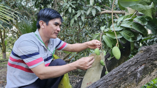 Tất bật tạo hình trái cây độc lạ phục vụ Tết
