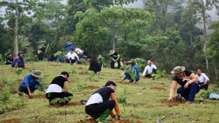 Mang triệu cây xanh đi khắp Việt Nam