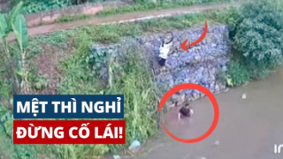 Top 8 pha ngủ gật sau vô lăng khiến người xem thót tim