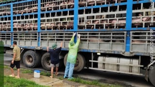 Phát hiện 190 con lợn dương tính với dịch tả châu Phi đang vận chuyển về Hà Nội