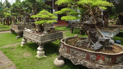Sức sống làng nghề sinh vật cảnh Hồng Vân