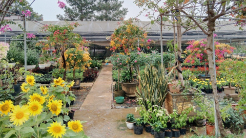 Làng hoa cây cảnh Tích Giang