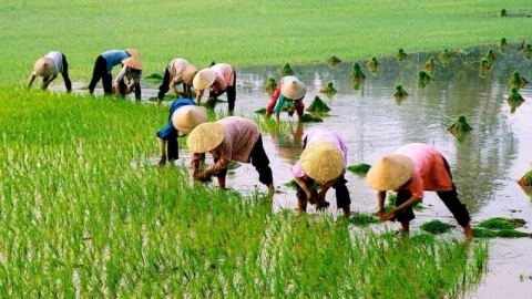 Vạn cấy miền Tây