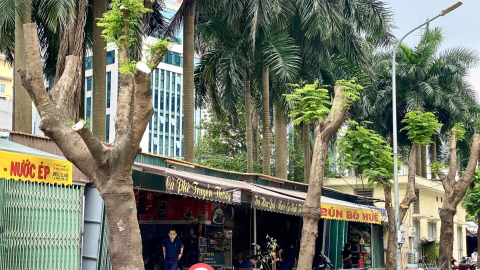 Tưởng tỉa cành, ai ngờ... cắt trụi