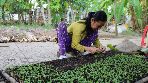 Nông dân miền Tây tất bật cho vụ hoa kiểng Tết
