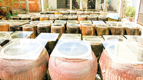 Nghề làm tương ở Cái Răng