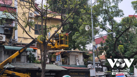 Hà Nội “khám sức khỏe” cây xanh sớm, có hợp lý?