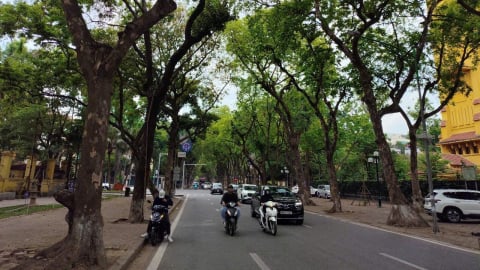 Dưới tán xanh cổ thụ