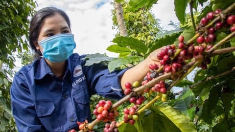 Áp lực thuế quan, thị trường hàng hóa thế giới rung lắc