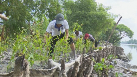 Kè “xanh” chi phí nhỏ, hiệu quả to