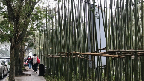 Rừng trúc bên hồ