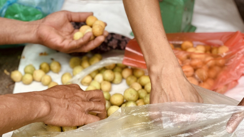Sấu vàng cuối vụ