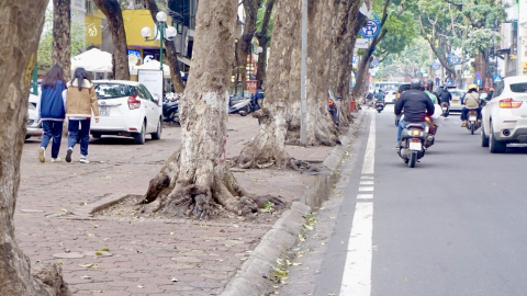 Một Hà Nội xù xì