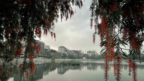 Liễu rủ nơi nào