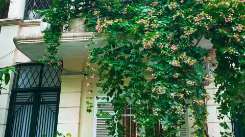 Bức rèm mùa Hạ