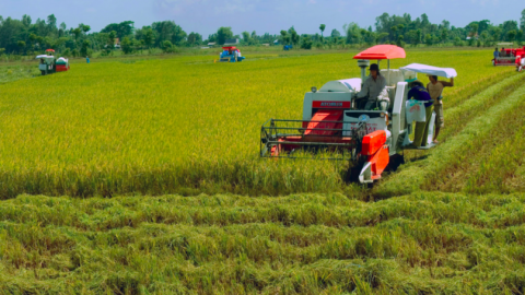 Giảm chi phí sản xuất lúa, nói đi đôi với làm