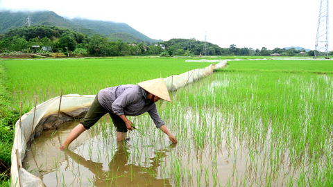 Mùa cấy, dặm mạ trên đồng