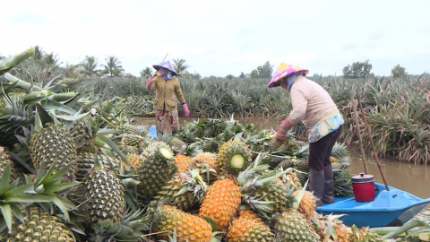 Nâng cao giá trị cho khóm cầu Đúc