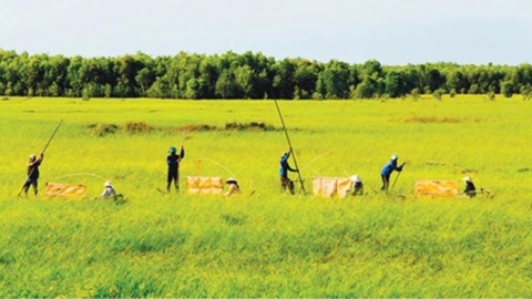 Về Tháp Mười nghe kể chuyện lúa ma