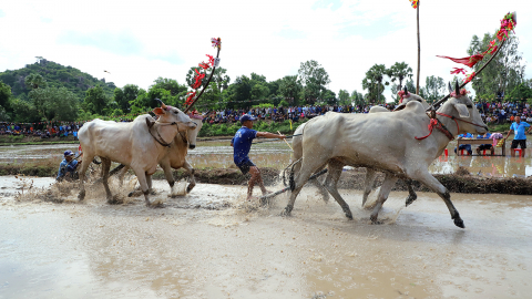Lễ hội đua bò - Nét đẹp trong đời sống tinh thần phum sóc
