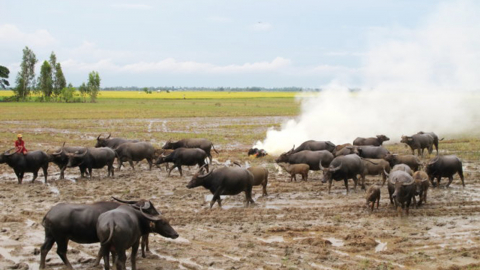 Huyền thoại “Cánh đồng chó ngáp”
