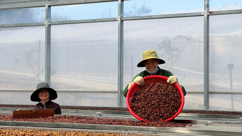 Hướng đi nào cho cafe thật…