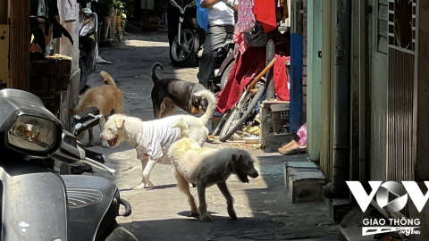 TP.HCM: Hộ dân nuôi hàng chục con chó gây ảnh hưởng tới người dân