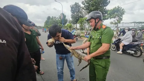 Từ chuyện bắt con cá sấu 1,8kg