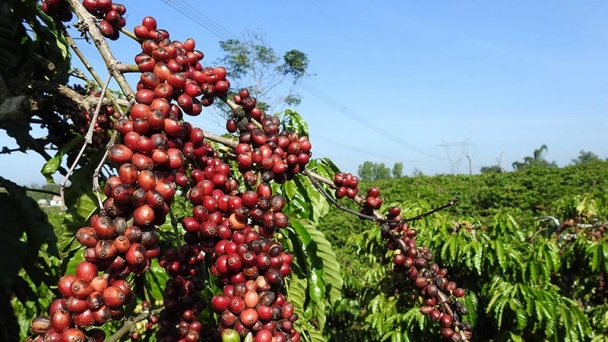 Giá cà phê Robusta gần chạm mức lịch sử, giá dầu quay đầu lao dốc