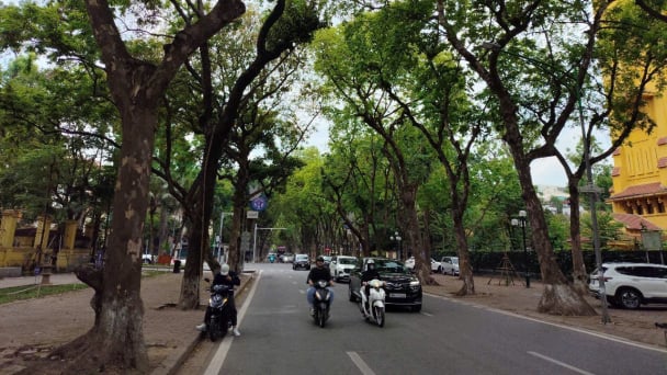 Dưới tán xanh cổ thụ