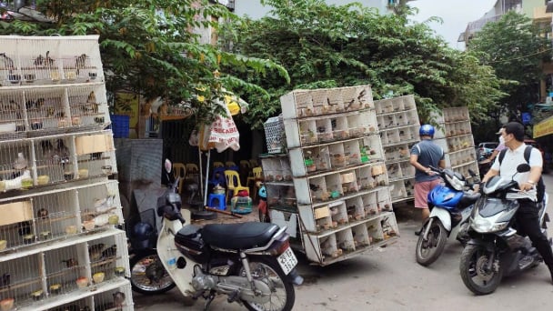 Chợ chim cảnh Tam Đa: Khúc giao hưởng của tự nhiên