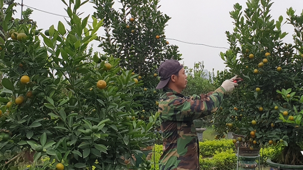 Làng nghề quất cảnh Tứ Liên