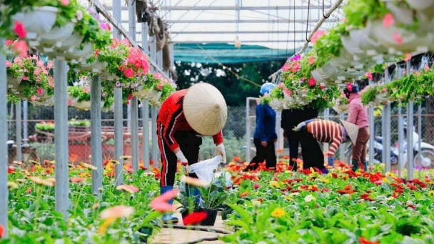 Tích Giang, vùng đất gieo hoa