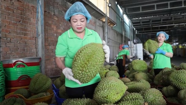 Cú trượt dài sau bứt tốc, sầu riêng cần lời giải minh bạch