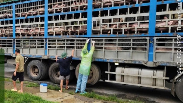 Phát hiện 190 con lợn dương tính với dịch tả châu Phi đang vận chuyển về Hà Nội