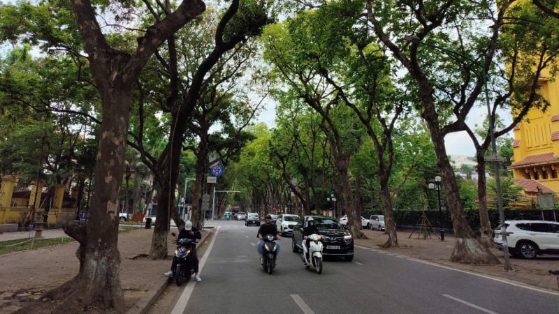 Dưới tán xanh cổ thụ
