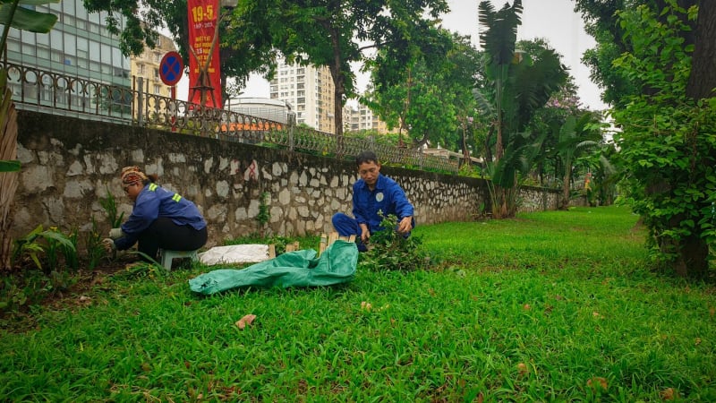 Hương cỏ sớm mai