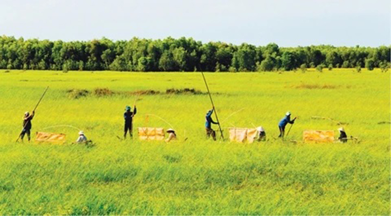 Thu hoạch lúa ma ở Vườn Quốc gia Tràm Chim Tam Nông (Ảnh: Báo Nhân Dân)