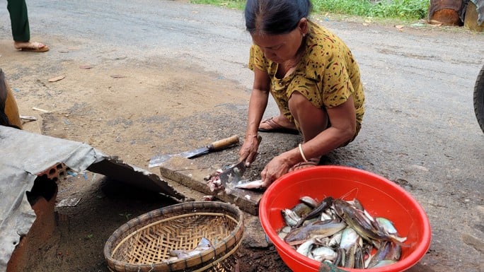 Phụ nữ làm cá là hình ảnh quen thuộc mỗi sáng sớm ở Phú Hội. Ảnh: Người lao động
