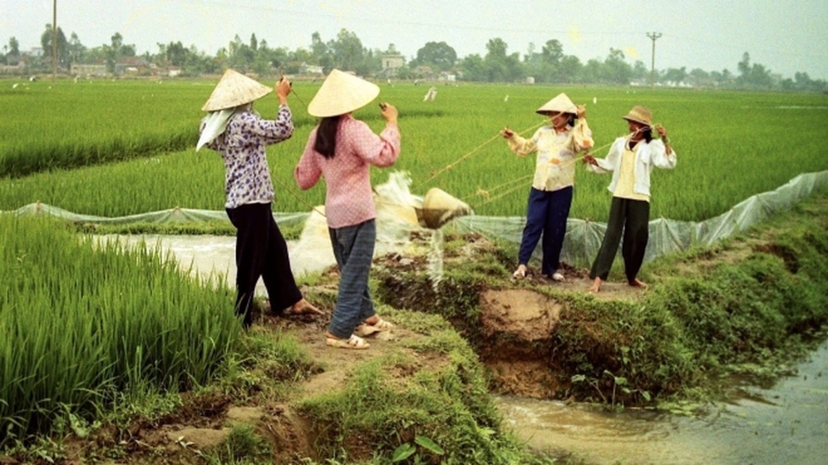 Một thời gầu dây 