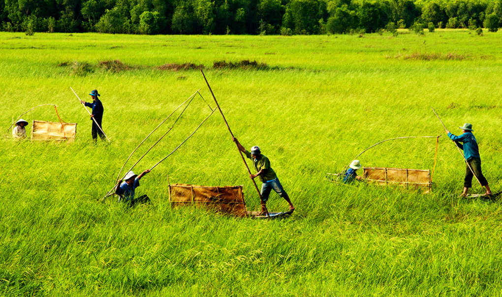 Người dân tham gia phục dựng mô hình chống xuồng thu hoạch lúa ma tại tiểu khu A1, năm 2012. Ảnh: VnExpress