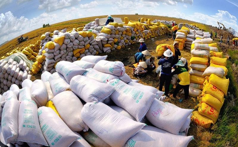 Kết thúc 9 tháng, cả nước đã xuất khẩu được 6,6 triệu tấn gạo. Ảnh: VnEconomy
