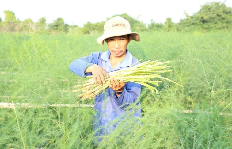 Nông dân thôn Tuấn Tú, xã An Hải thu hoạch cây măng tây xanh. Ảnh: Báo Nhân Dân