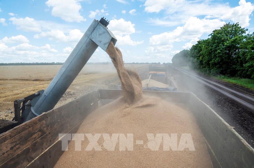 Nông dân thu hoạch lúa mì tại vùng Kharkiv, Ukraine ngày 19/7/2022. Ảnh: AFP/TTXVN