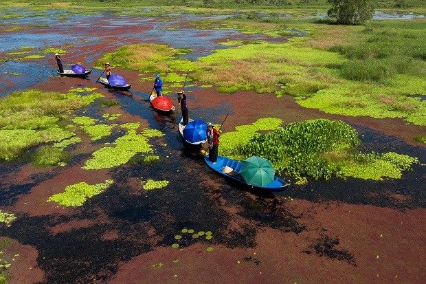 Màu nước ở rừng U Minh có màu đỏ thẫm đặc trưng. Ảnh: Vietnambooking