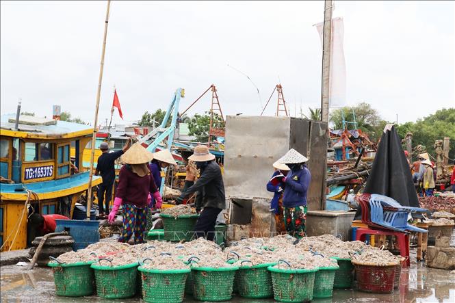 Ruốc biển Gò Công của tỉnh Tiền Giang nổi tiếng bởi hương vị thơm ngon và được người tiêu dùng ưa chuộng - Ảnh: TTXVN